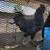 Ayam Cemani Cross Roosters 3 thumbnail