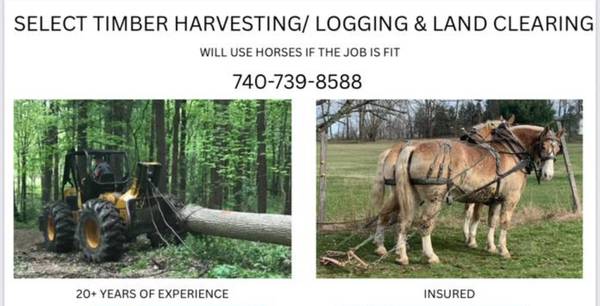 Select harvesting timber/logging also using horses 1