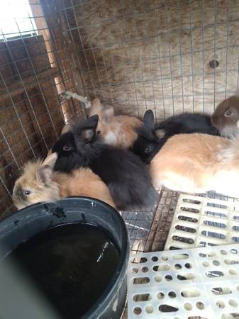 Lionhead Holland lop cross bunnies 1