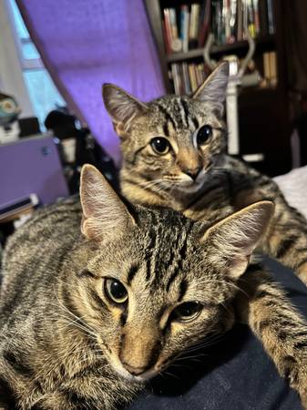 Kittens to a good home