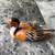 Ducks - Hand Painted Enesco 1 thumbnail