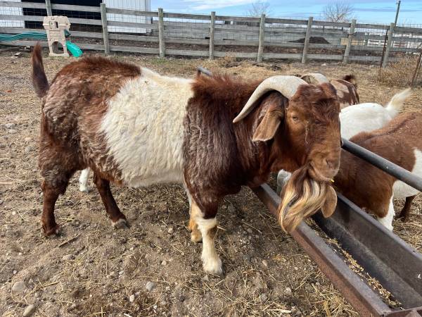 Purebred Boer goat buck 1