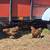 Ducks & Chickens (Rehoming flock) 7 thumbnail