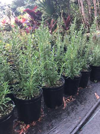 Rosemary 1