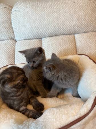 Scottish fold kitten63848874764545120