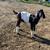 Boer Goats Doelings 2 thumbnail