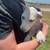 Catahoula/shepherd mix puppies 12 thumbnail