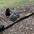 Two Guinea Hens 1 thumbnail