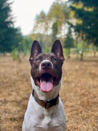 ¡Toby necesita un nuevo hogar!63858404936705121