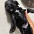 Miniature schnauzer puppies 9 thumbnail