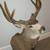10 Point Mule Deer Buck-Shoulder Mount 3 thumbnail