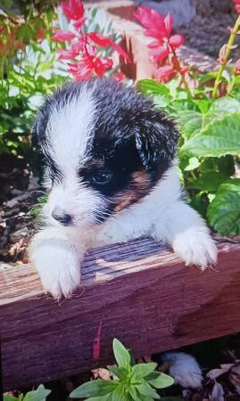 Mini Australian shepherds puppies. (Auburn)63848874653441120