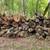 Oak firewood logs 2 thumbnail