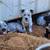 Blue Heeler/Pit Mix 1 thumbnail