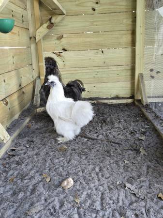 Silkie pair 1
