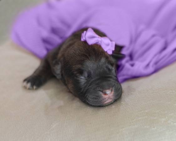 Cane corso puppy for rehoming(Female( Brindle (Amity)63902987658883120
