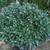 Pittosporum 9 thumbnail
