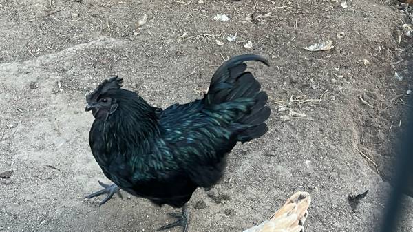 Ayam cemani Chickens 1