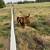 Boer Buck 1 thumbnail