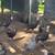 young turkeys 2 thumbnail