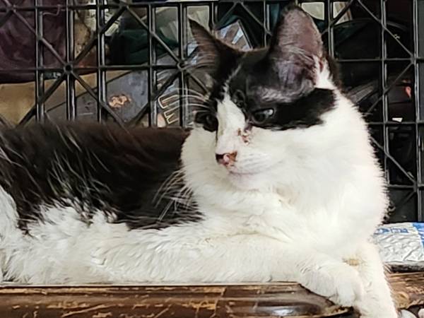 Oliver. Macho de 1 año blk/blanco (barrio Reed/SE de Portland)63842371683073121