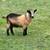 Nigerian dwarf goat 1 thumbnail