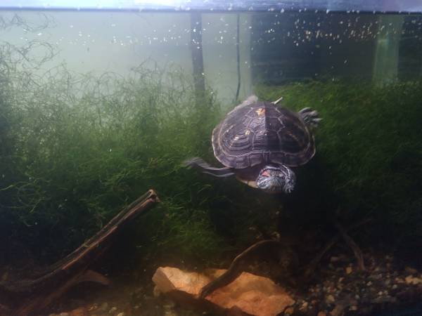 Free 2 turtles red earred slider and western painted turtle (Lexington)63903227948290120