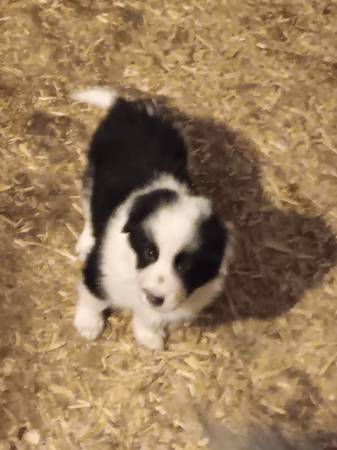 Puppy needing new home 1