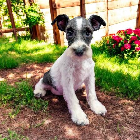 Miniature schnauzer (akc) 1