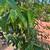 Mango leaves and  Soursop leaves $1.00 each 4 thumbnail