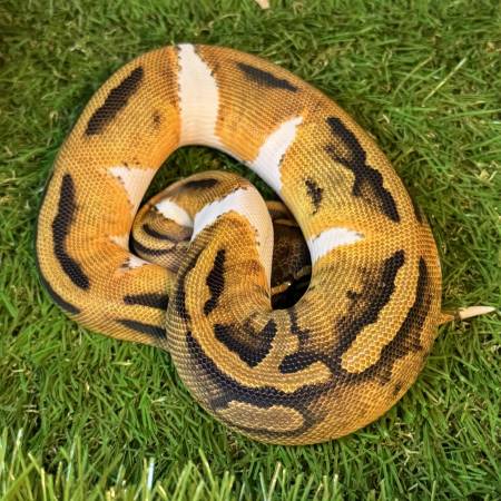 Pied bald Ball Python unsexed juvenile 1