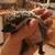 Bonded Mom & Baby Hedgehog 5 thumbnail
