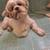 Dog grooming and baths 2 thumbnail