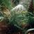 Dwarf Sugar Palms ///// ARENGA engleri 8 thumbnail