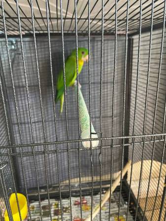 Loros parrots 1