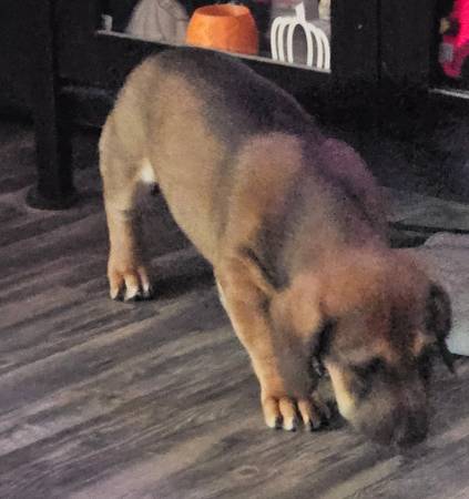 Cachorro de Dachshund/retriever dorado gratis (Jackson)63655906944897123