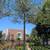 Olive Tree 7 thumbnail
