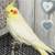 Lutino male cockatiel 1 thumbnail