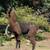 Baby Llamas! 5 thumbnail