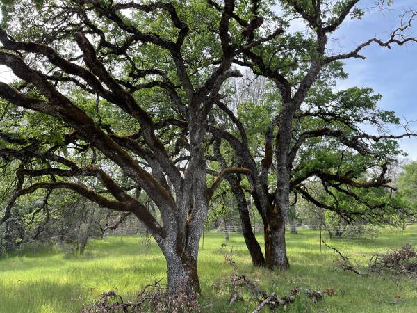 $995,000 595.7 Acres Near the Yuba River Adjacent to BLM Land (North San Juan)63952102940163123