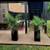 (((((Landscaping and hardscape Services))))) 5 thumbnail