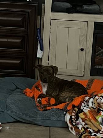 Adopción gratuita en buen hogar, perra de color pardo (Moss Point, MS)63482160515841121