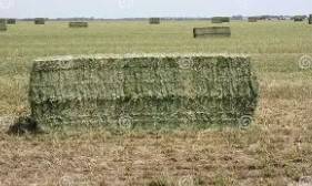 Hay for sale 1