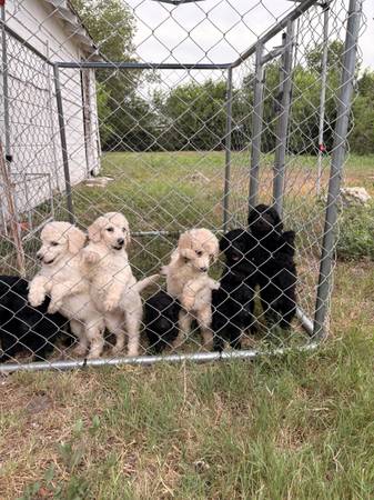 Cachorros de poodle estándar (San Antonio)63372789857411121