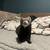 Missing Ferret in Parker 1 thumbnail