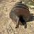 Bobcat Brand 36” post hole Auger Bit (Bobcat Brand) 7 thumbnail