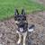 Pet Related Housing Issues? Pet / Sitting / Boarding short/long term 6 thumbnail