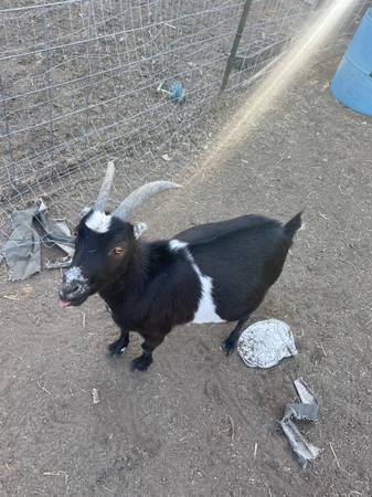 Mini La Mancha Female Goat 1