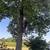 Tree services - tree removal -Bush hogging land clearing services 1 thumbnail