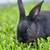 Pure bred New Zealand Rabbits for sale 3 thumbnail